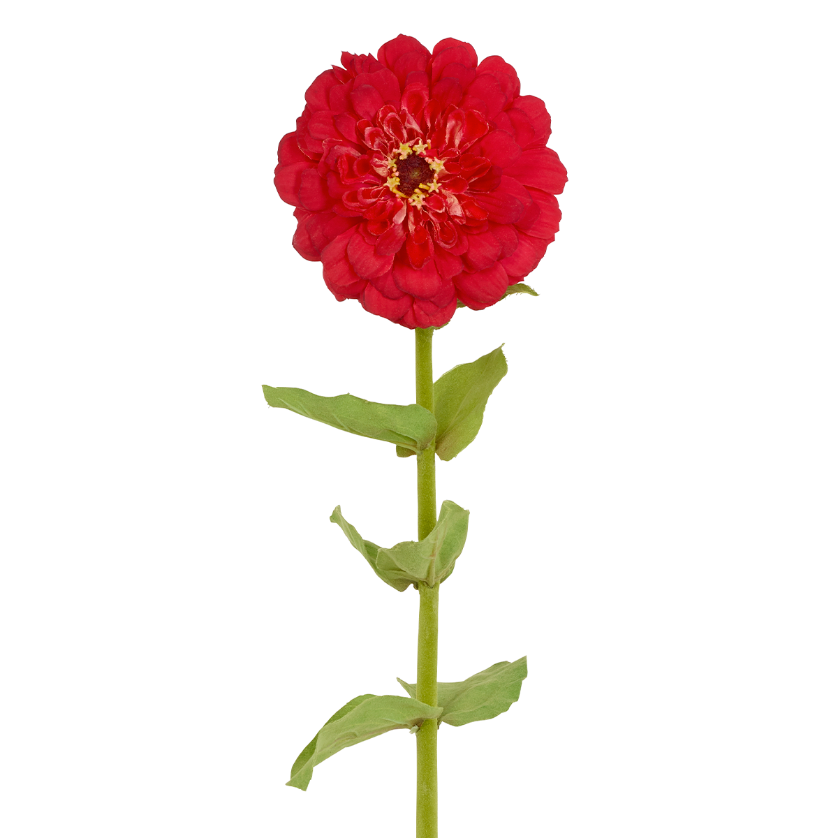 Tige de Zinnia Simone