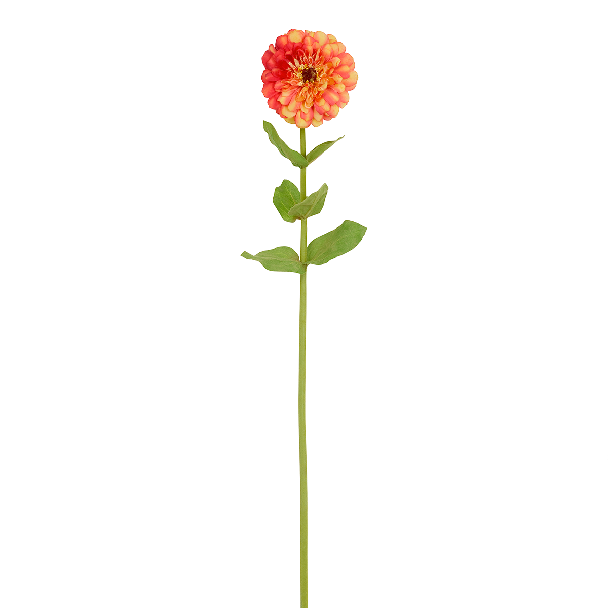 Tige de Zinnia Simone