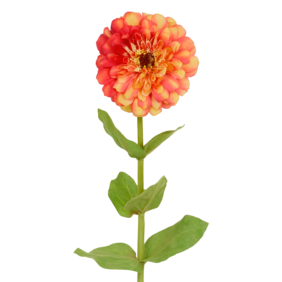 Tige de Zinnia Simone