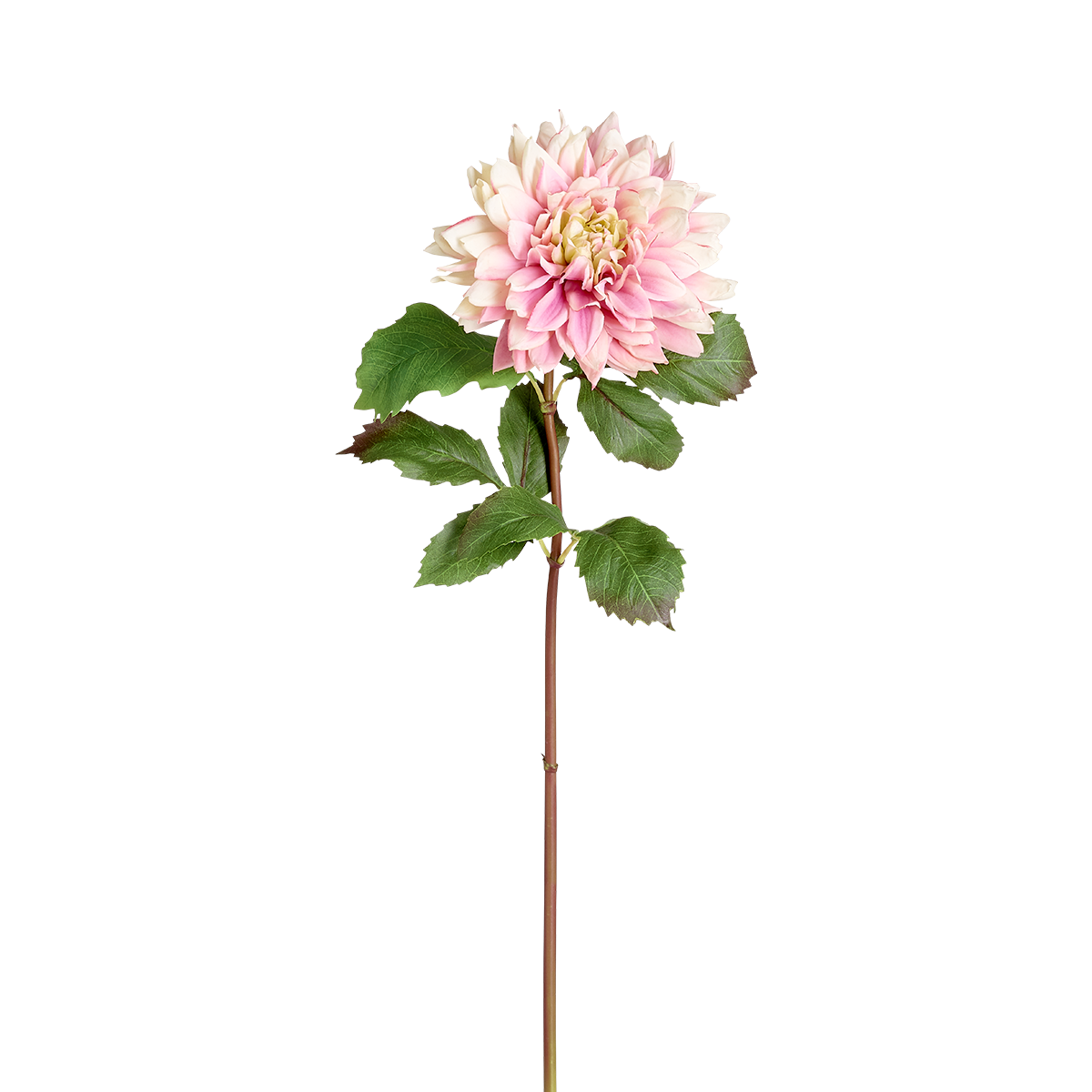 Tige de Dahlia Monica