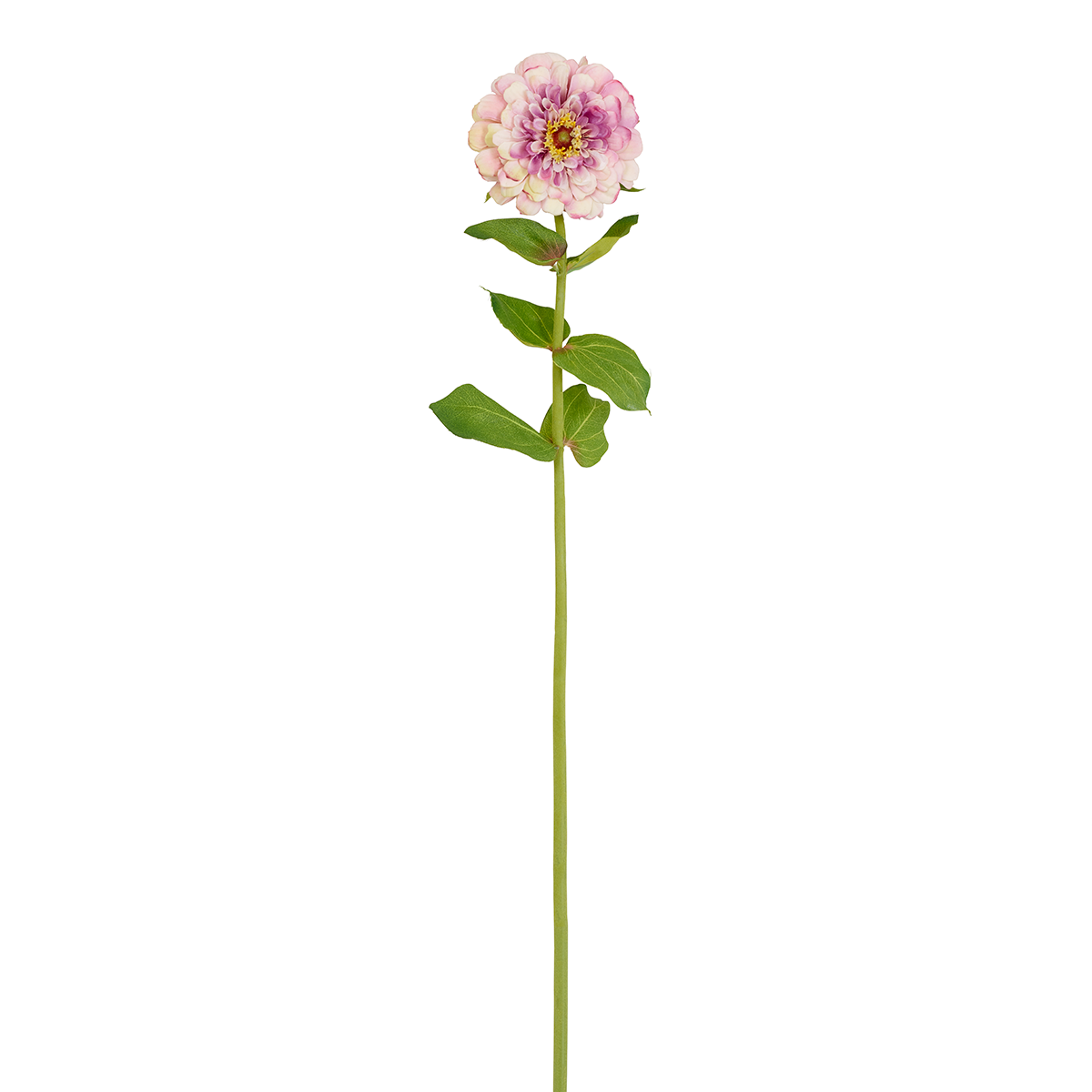 Tige de Zinnia Simone