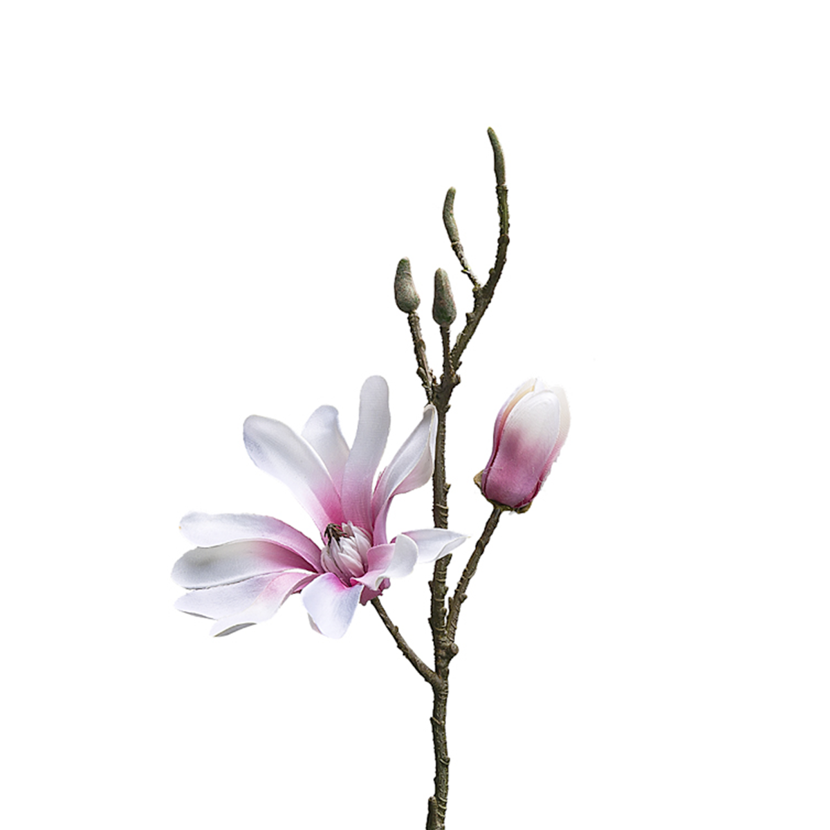 Tige de Magnolia