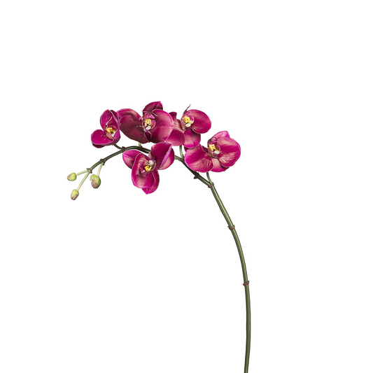 Tige d'Orchidée Phalaenopsis Budy