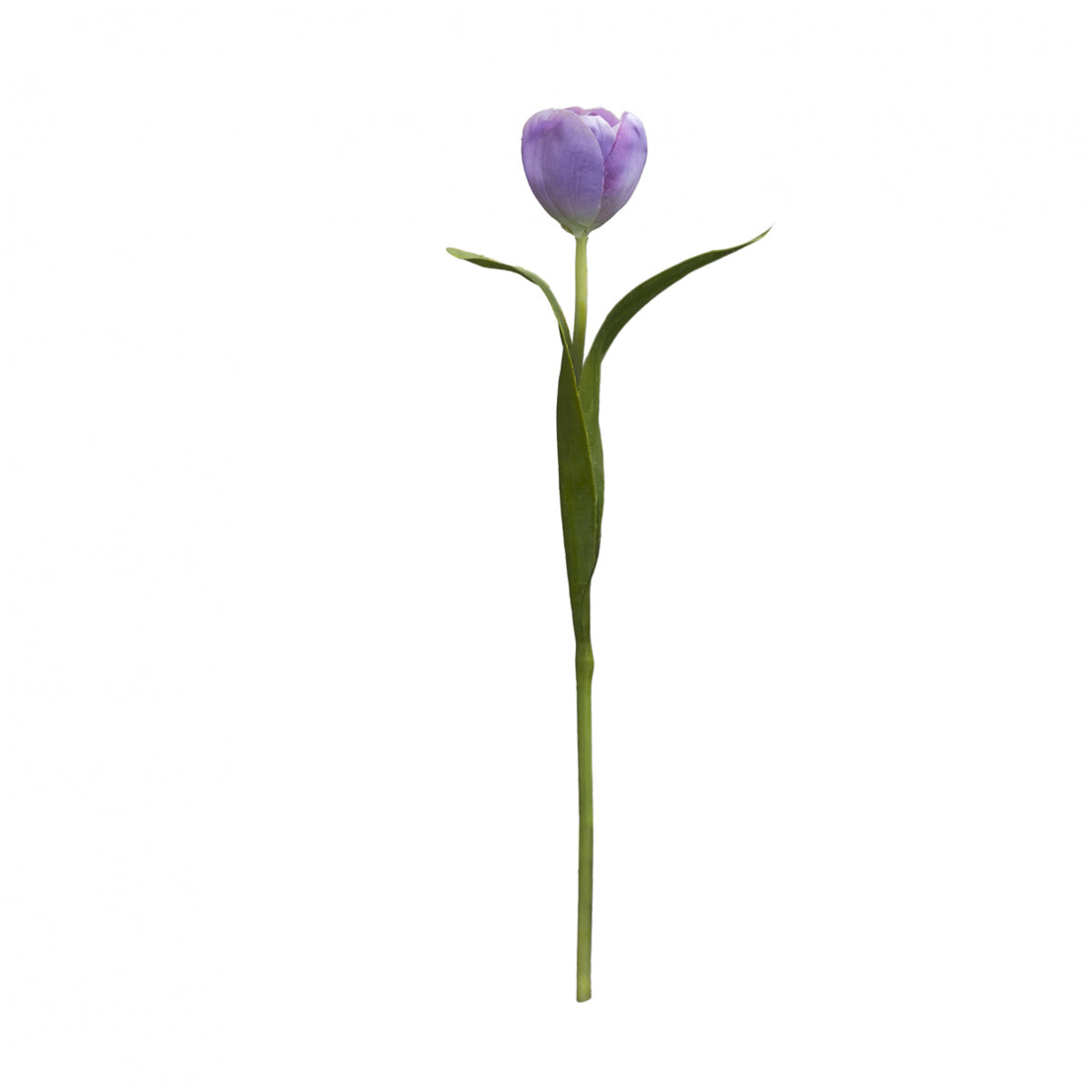 Tige de Tulipe Emilia