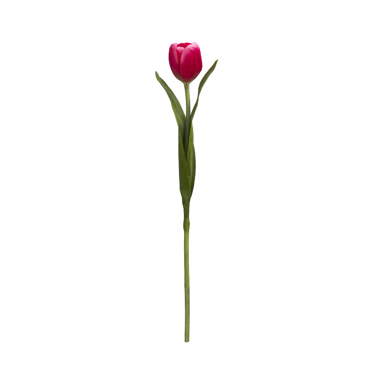 Tige de Tulipe Emilia