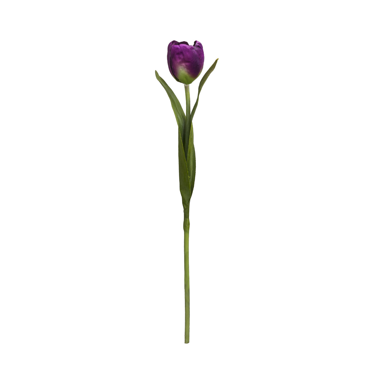 Tige de Tulipe Emilia