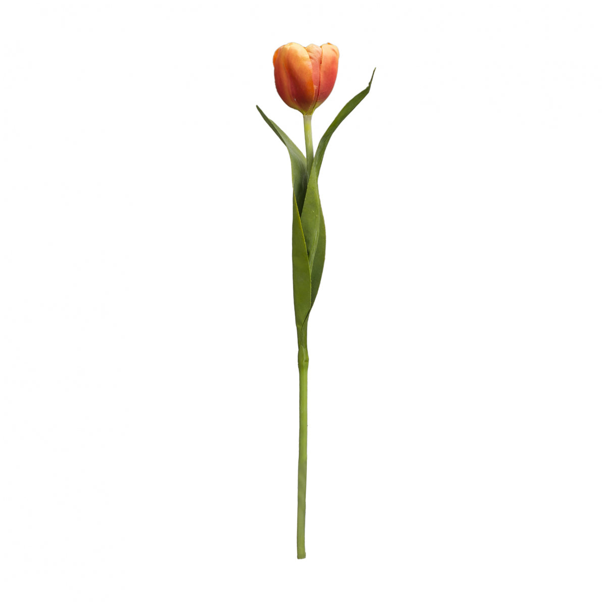 Tige de Tulipe Emilia