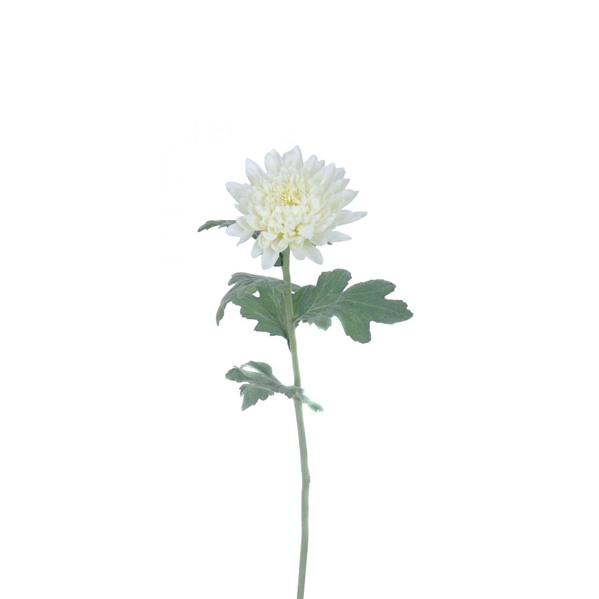 Tige de Chrysanthème Mum
