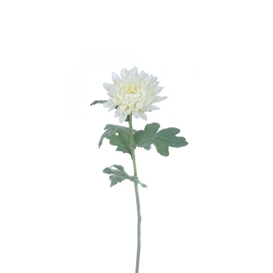 Tige de Chrysanthème Mum