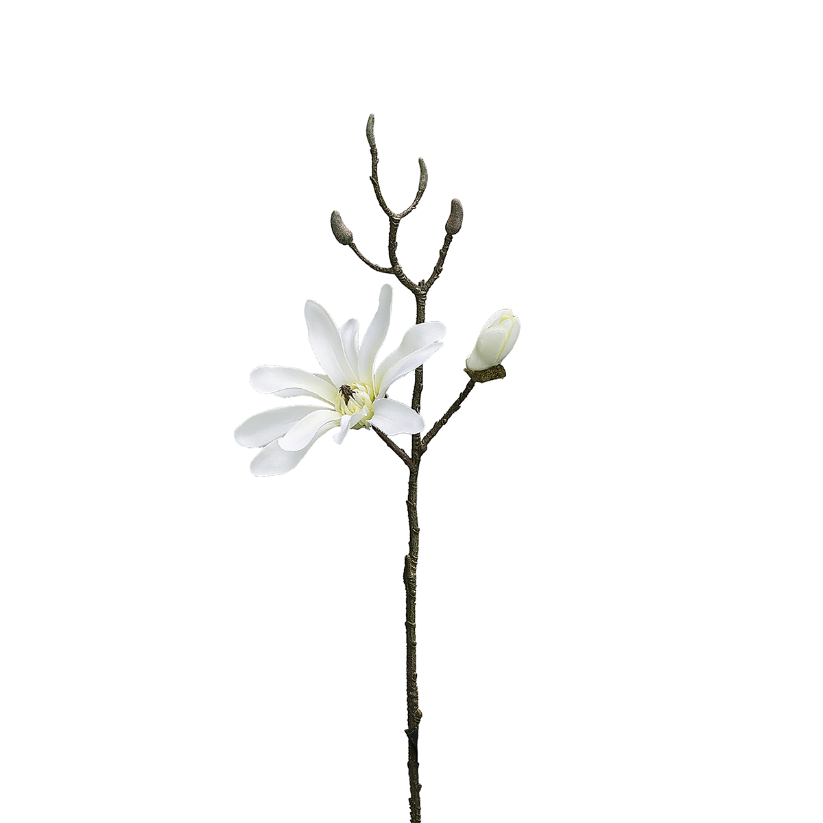 Tige de Magnolia