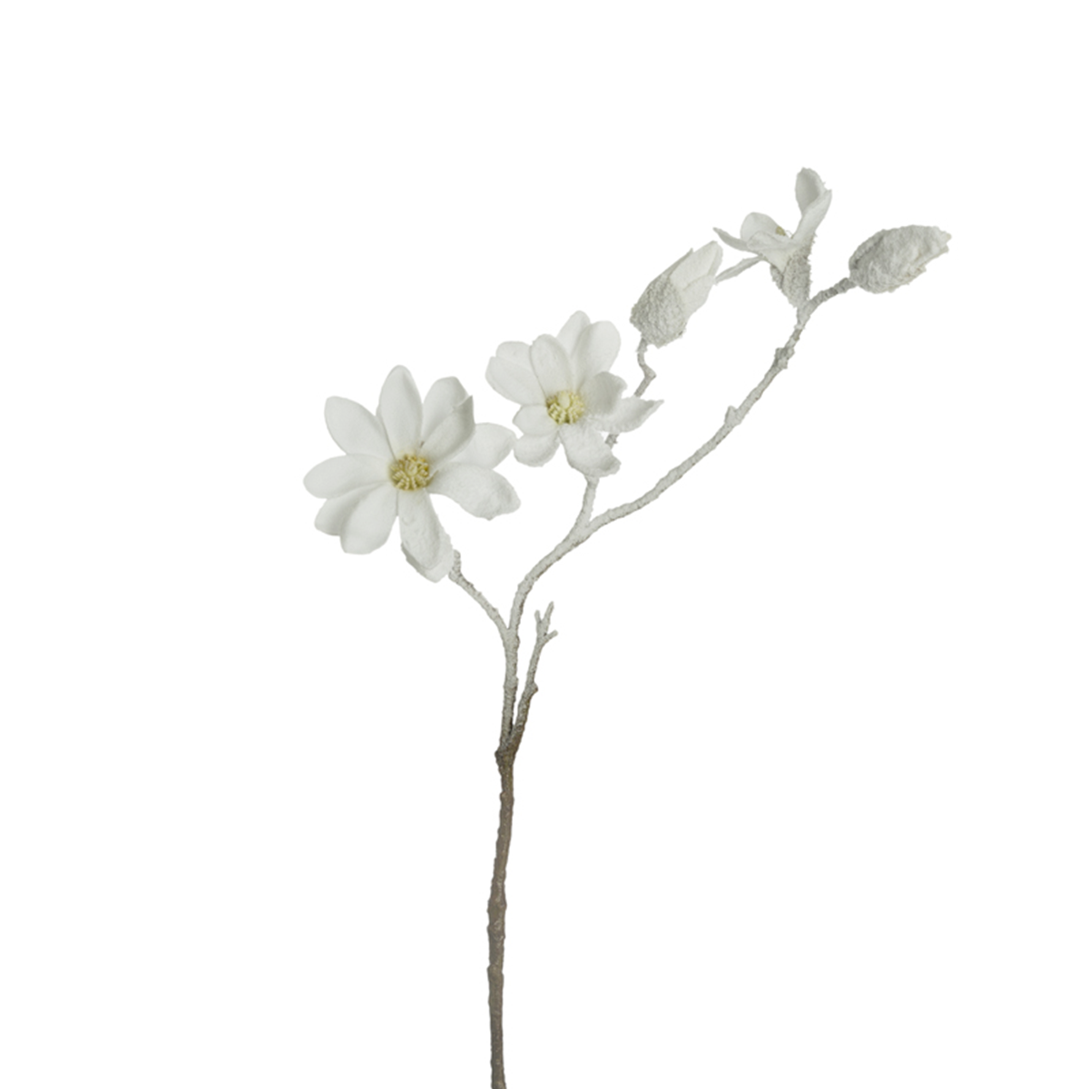 Tige de Magnolia Enneigée