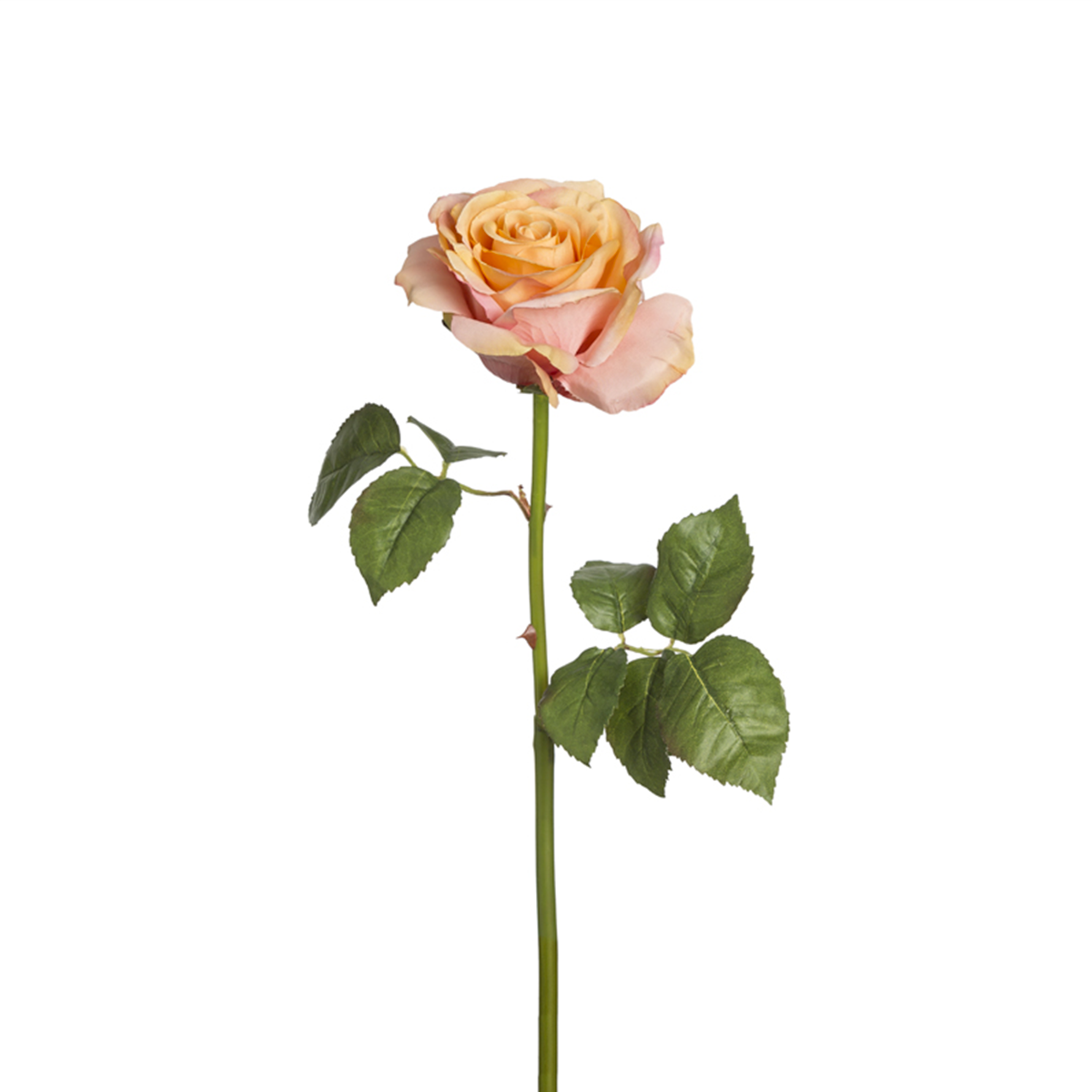 Tige de Rose Sarah