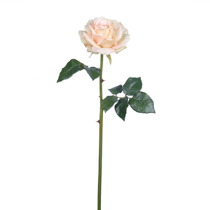 Tige de Rose Sarah