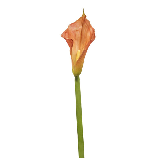 Tige d'Arum Kelly