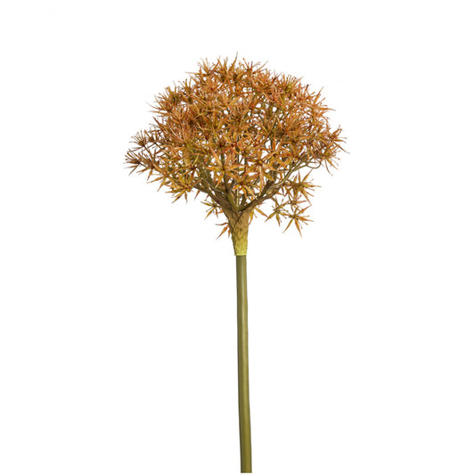 Tige d'Allium Atropurpureum