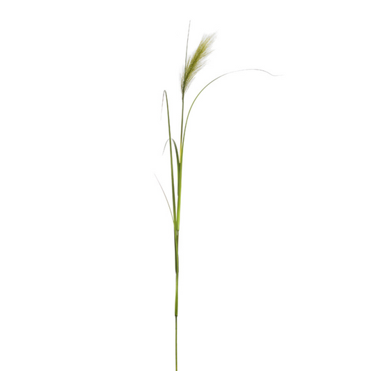 Feuillage Herbe d'oignon