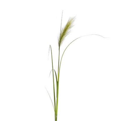 Feuillage Herbe d'oignon