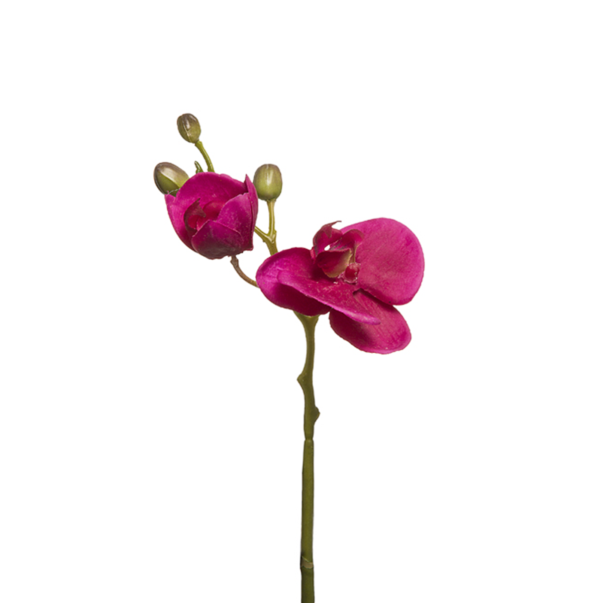 Tige d'Orchidée Phalaenopsis Forever