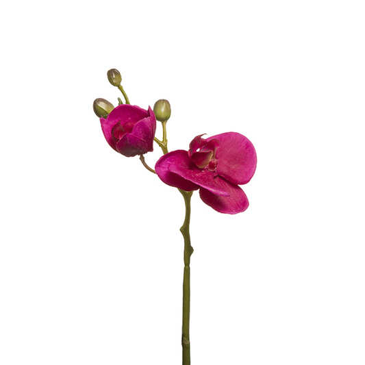 Tige d'Orchidée Phalaenopsis Forever