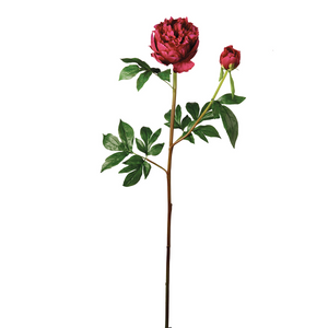 Tige de Pivoine Jardin