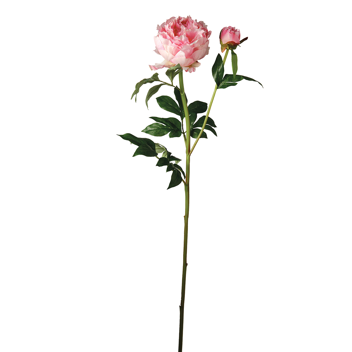 Tige de Pivoine Jardin