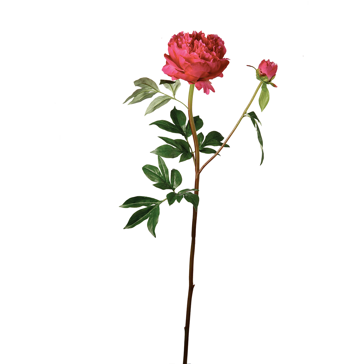 Tige de Pivoine Jardin