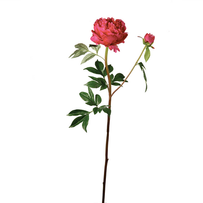 Tige de Pivoine Jardin