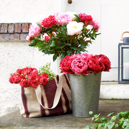 Tige de Pivoine Jardin