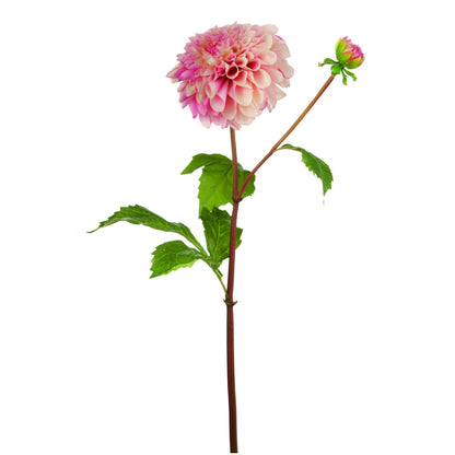Tige de Dahlia Bonnie