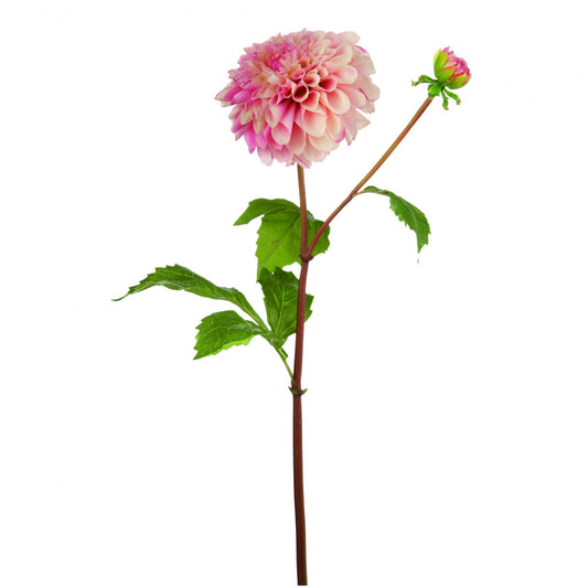 Tige de Dahlia Bonnie