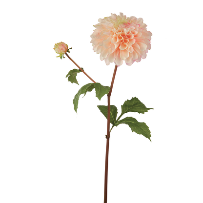 Tige de Dahlia Bonnie