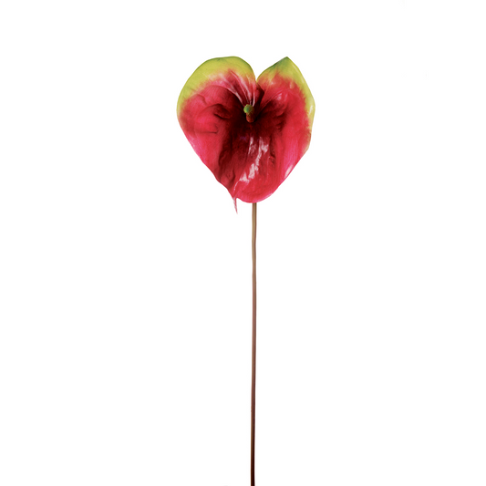 Tige d'Anthurium Vera