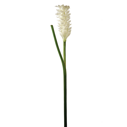 Tige de Gingembre en Fleur