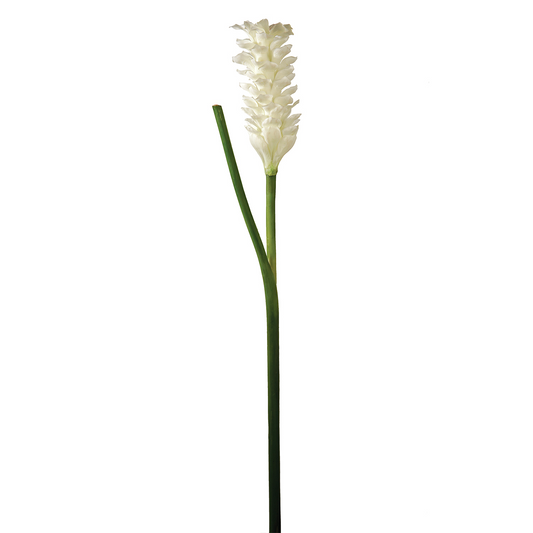 Tige de Gingembre en Fleur