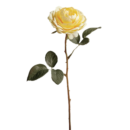 Tè Tige de Rose