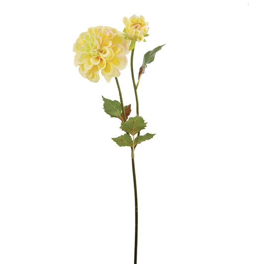 Tige de Dahlia Andreas