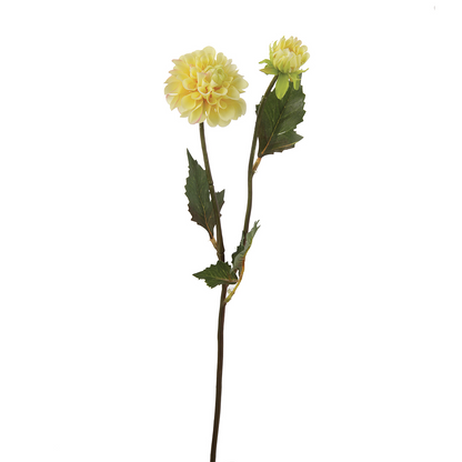 Tige de Dahlia Andreas
