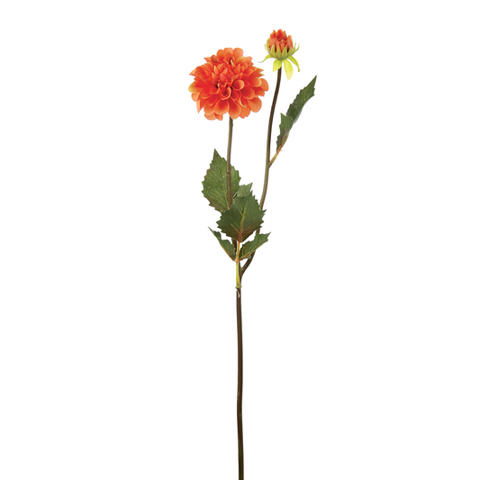 Tige de Dahlia Andreas