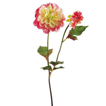 Tige de Dahlia Andreas
