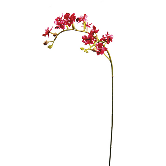 Tige d'Orchidée