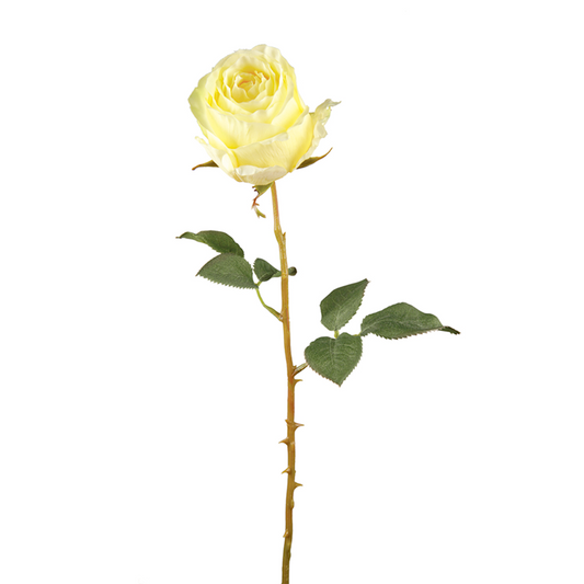 Tige de Rose Kate