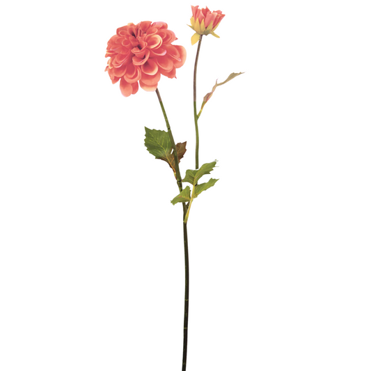 Tige de Dahlia Andreas