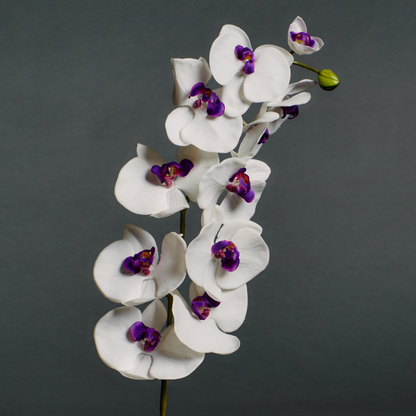 Tige d'Orchidée Phalaenopsis Forever