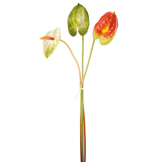 Tigri di Anthurium