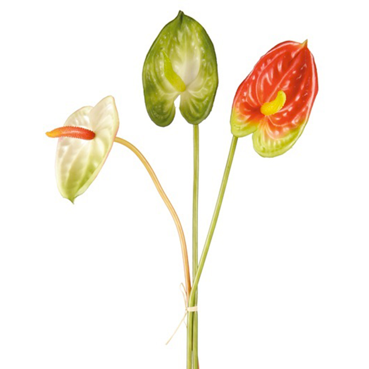 Tigri di Anthurium