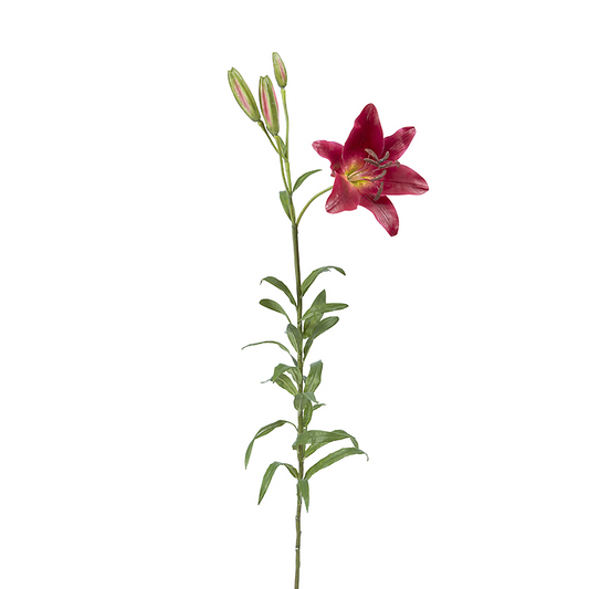 Tige de Lily Rubrum Elsa
