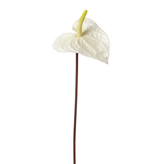 Tavolozza dei pittori Tige d'Anthurium