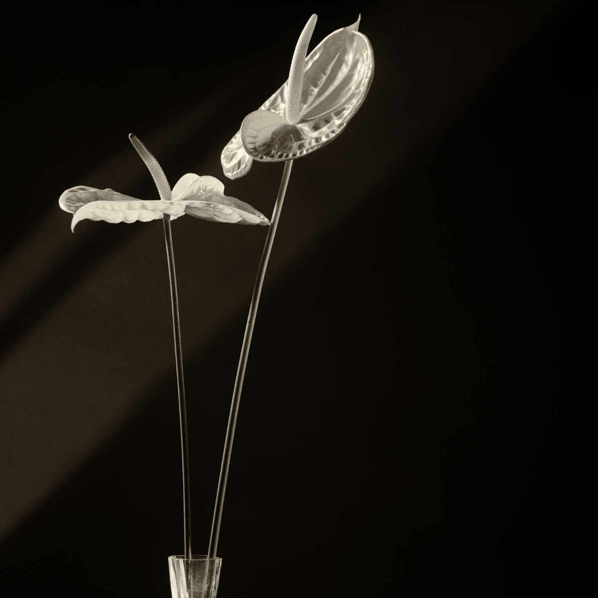 Tavolozza dei pittori Tige d'Anthurium