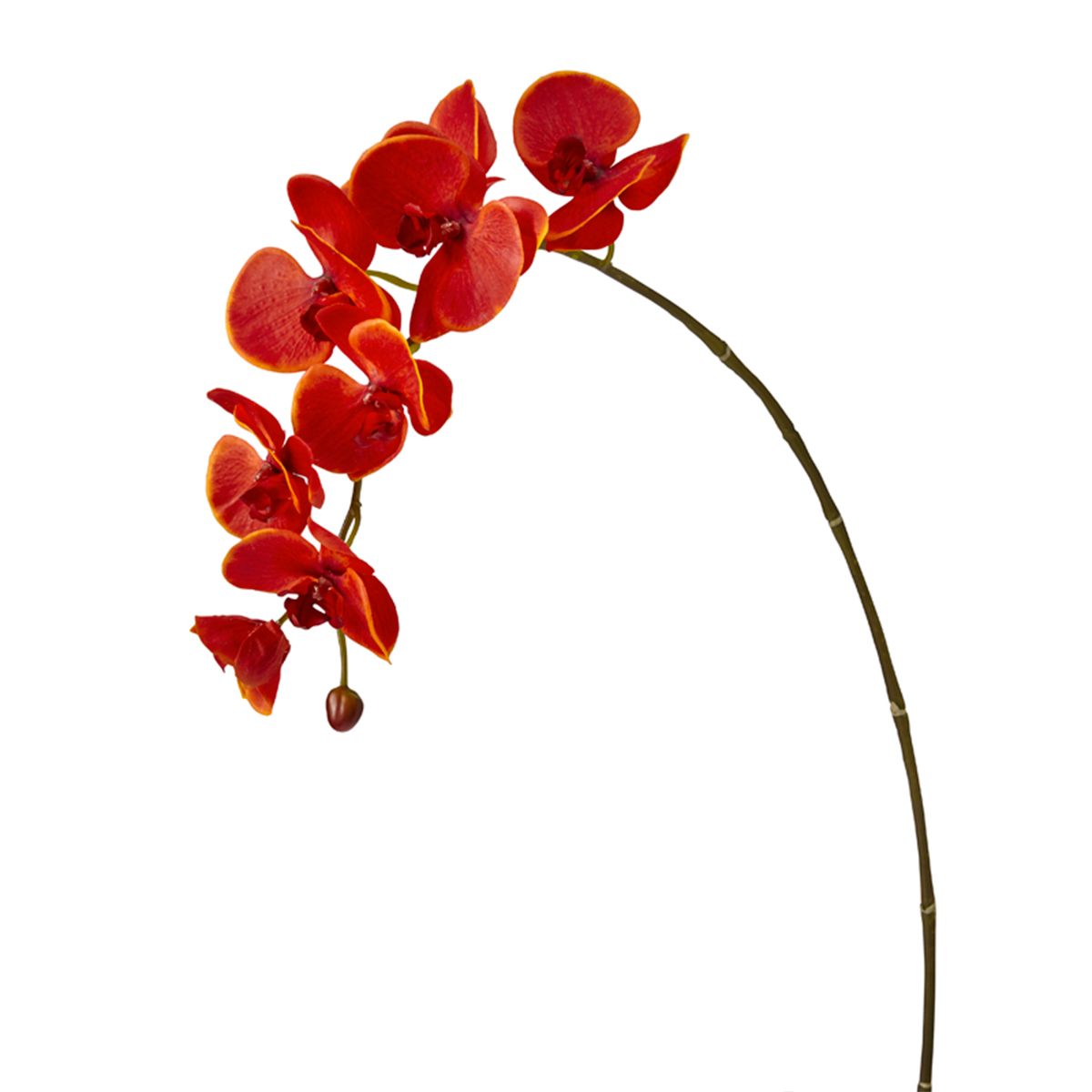 Tige d'Orchidée Phalaenopsis Forever