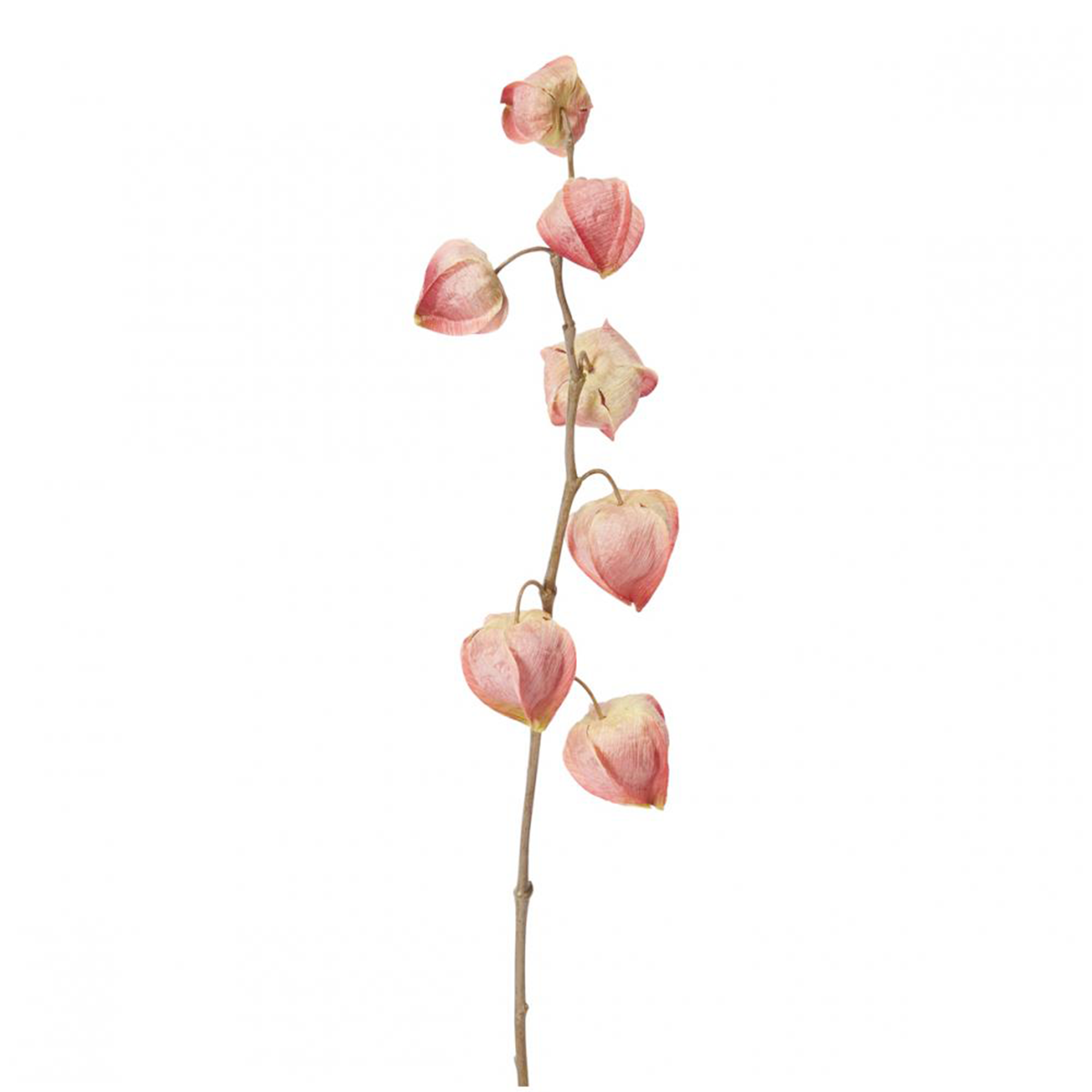 Tige de Physalis Marly